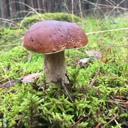 Prázdninový dům Letniskowy 