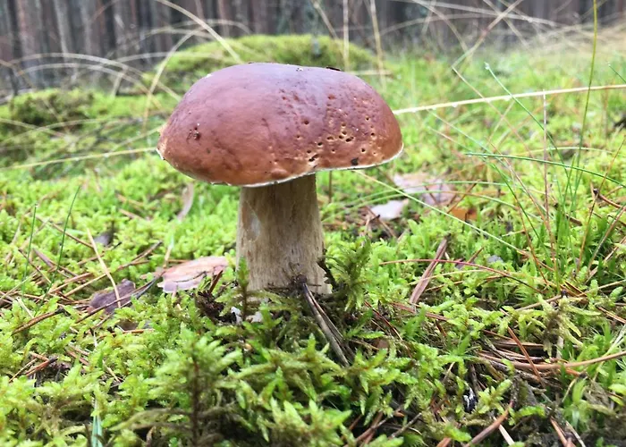 Semesterbostad Letniskowy 